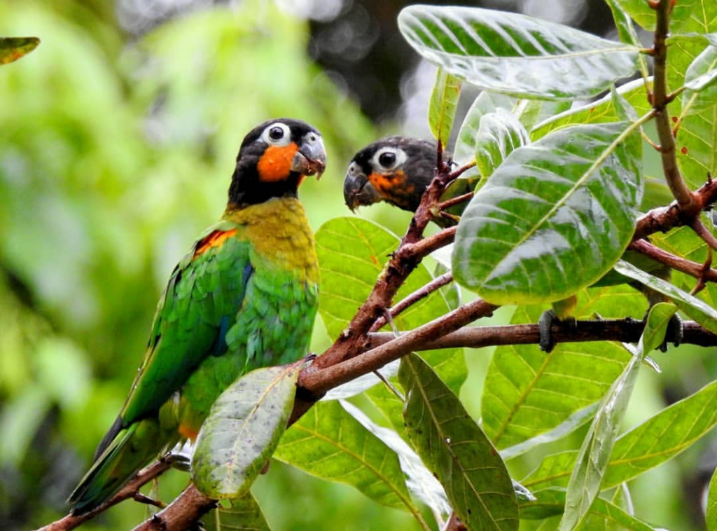 Decked out in a stunning combination of red, blue, green, and yellow, all finished with those stunning signature orange cheeks!