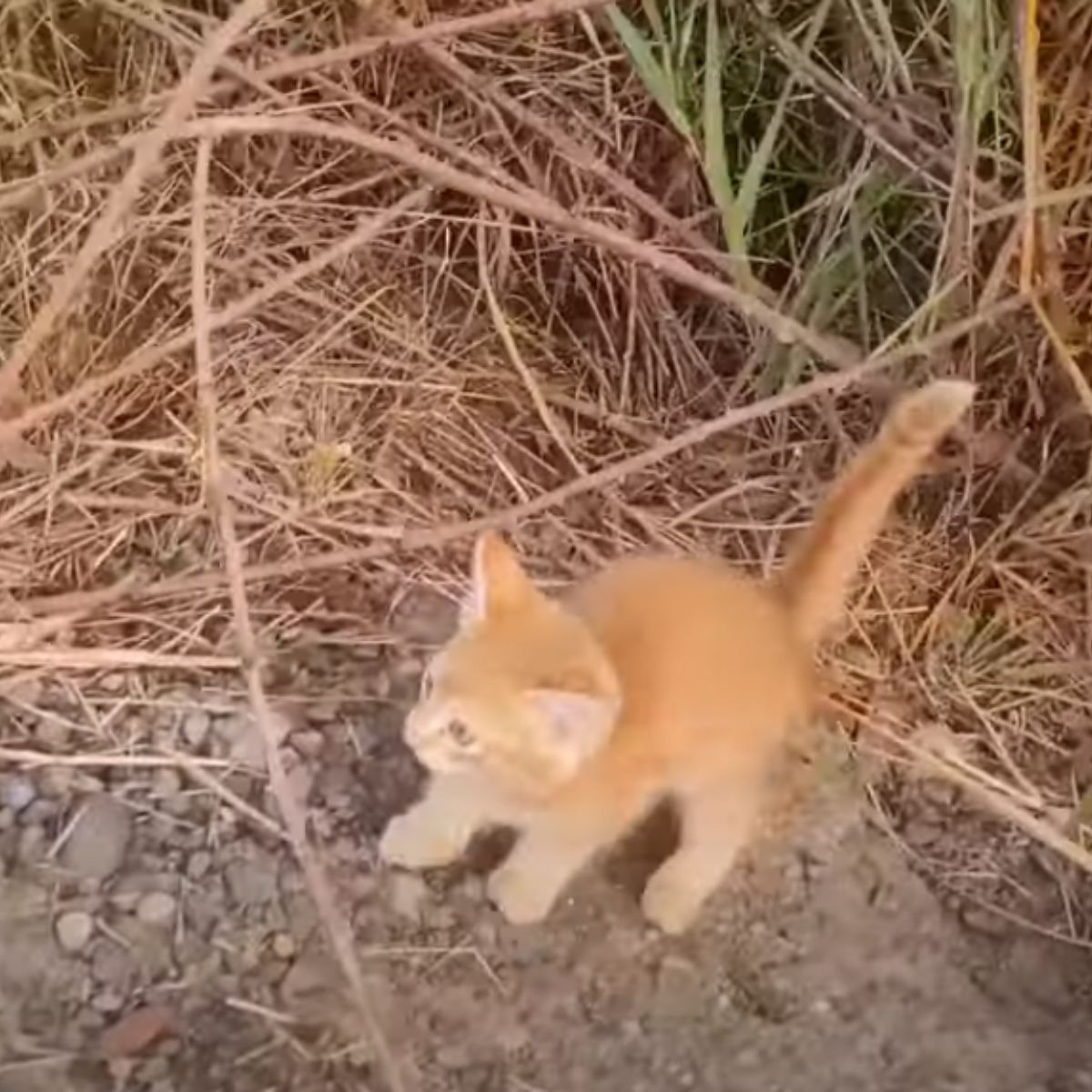 orange kitten