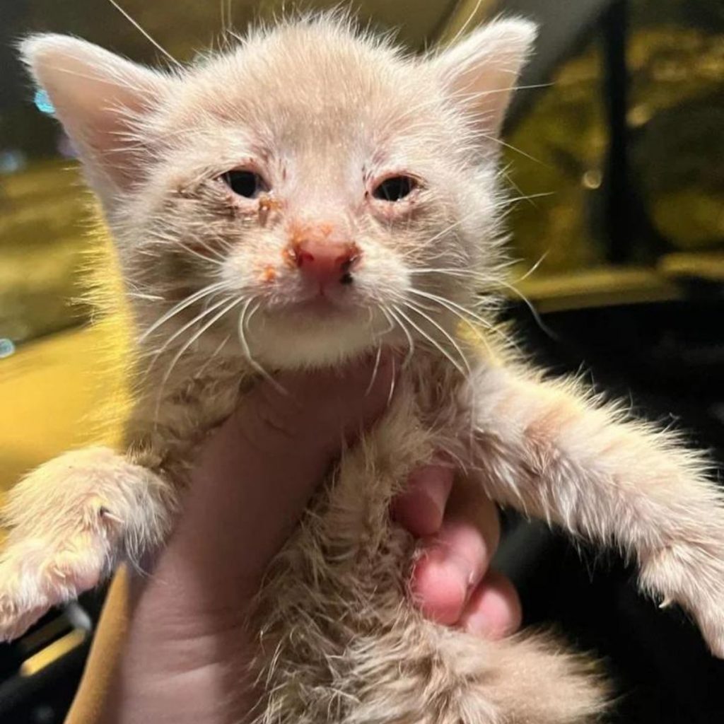 orphaned kitten