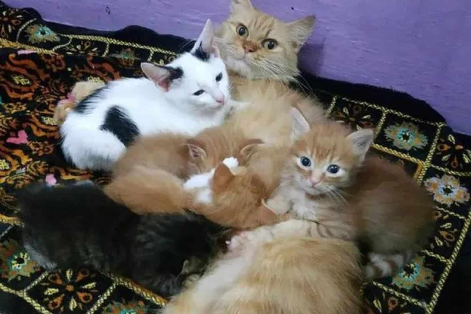 orphaned kittens with a cat and other kittens are lying on the floor