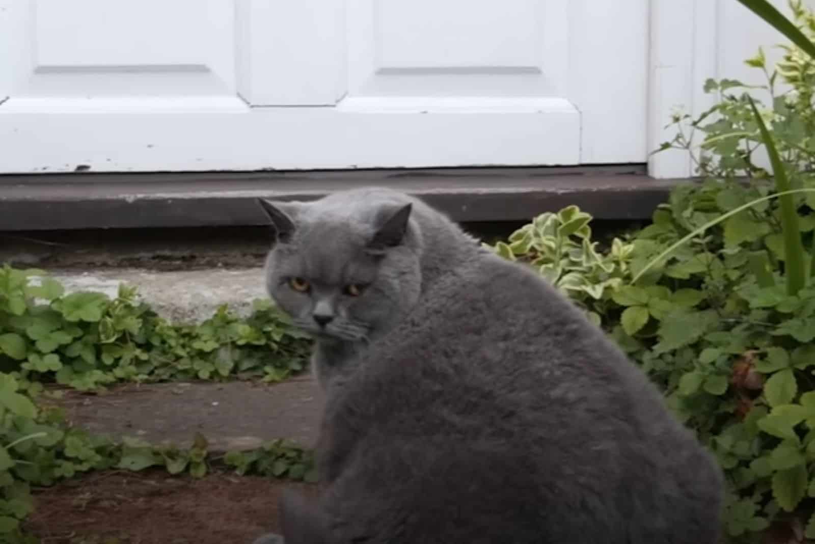 overweight cat sitting