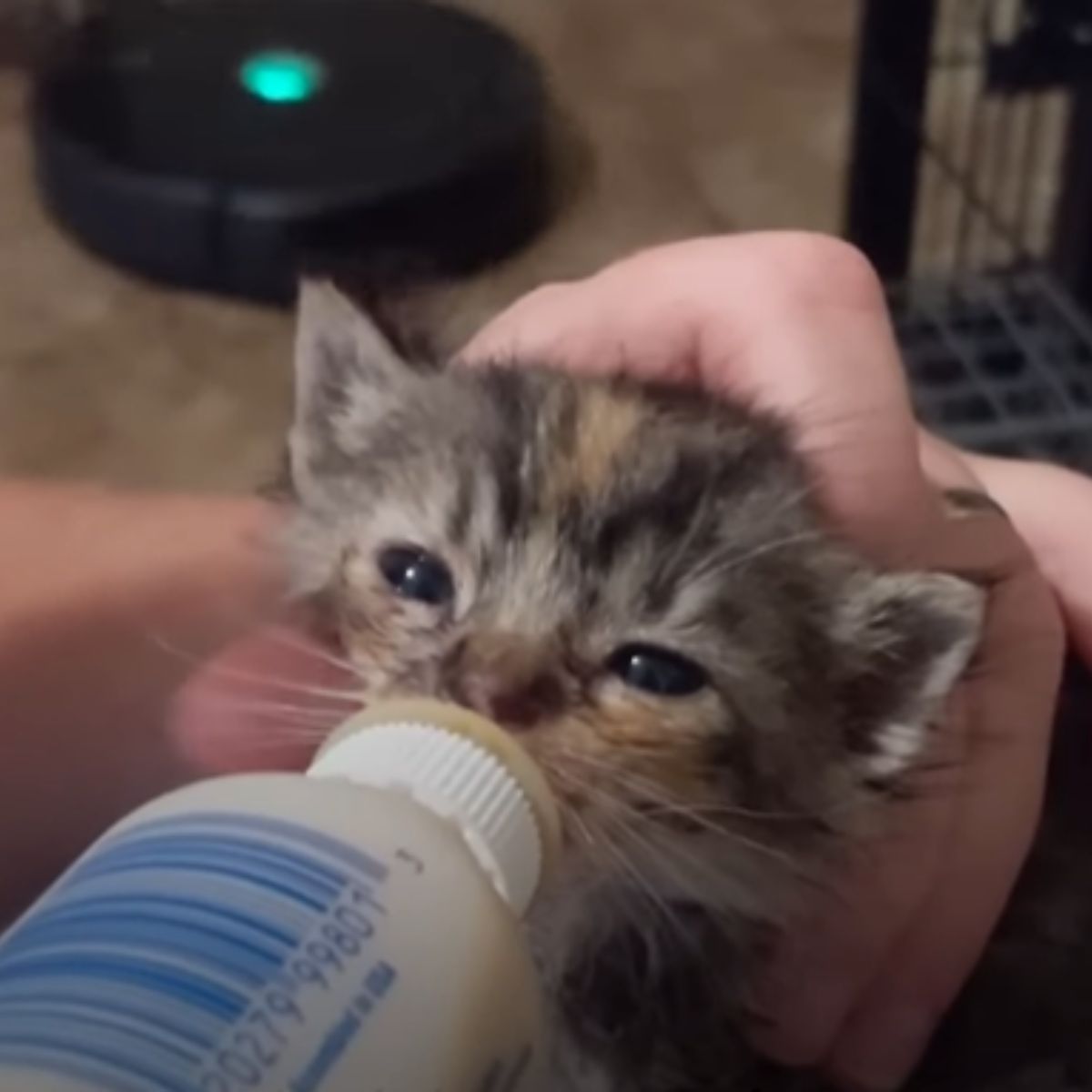 owner feeding a kitten