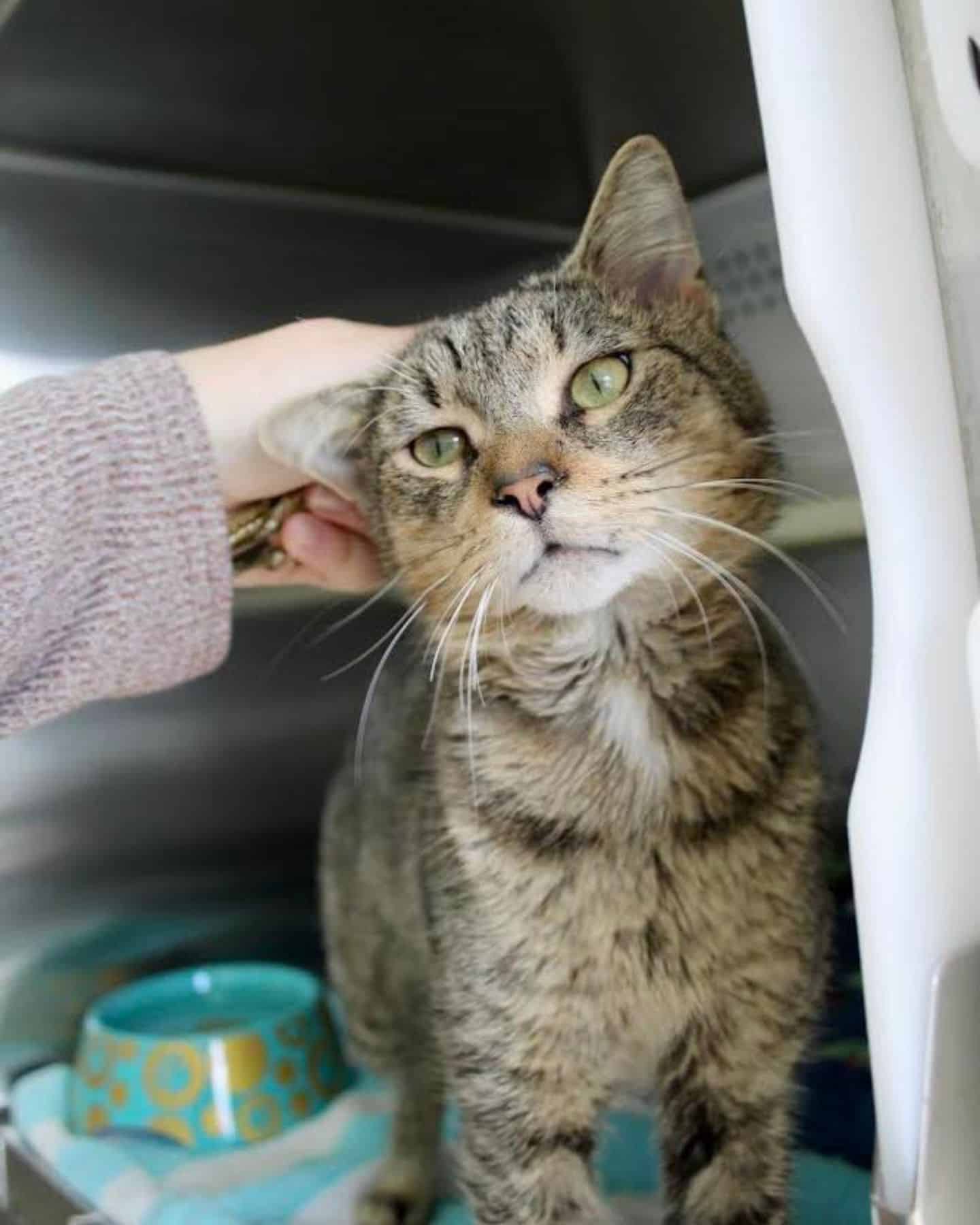 owner petting three-legged cat