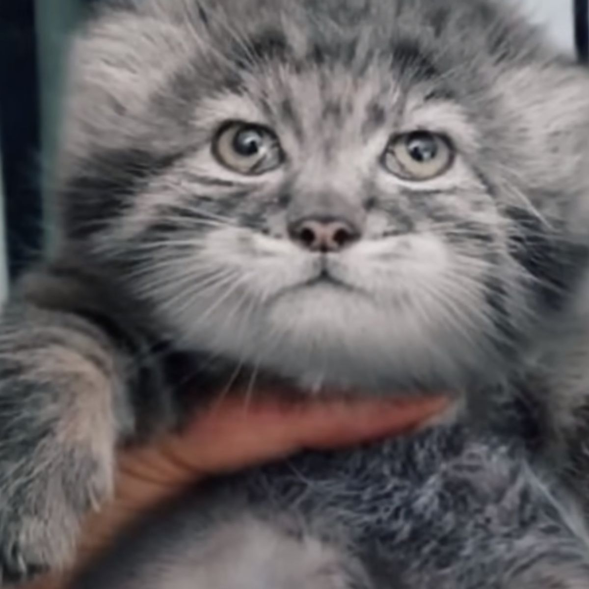 pallas cat