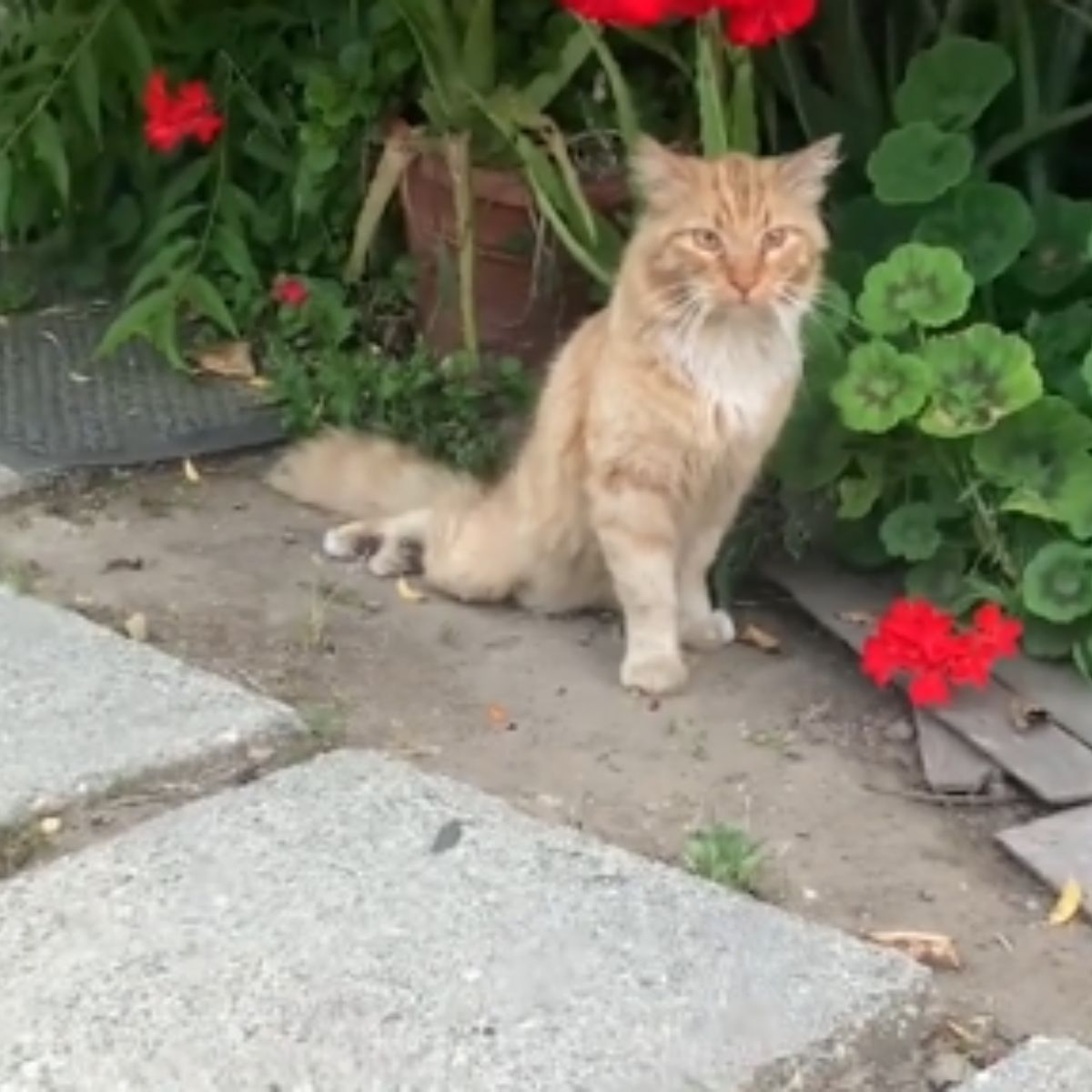 paralyzed cat left alone