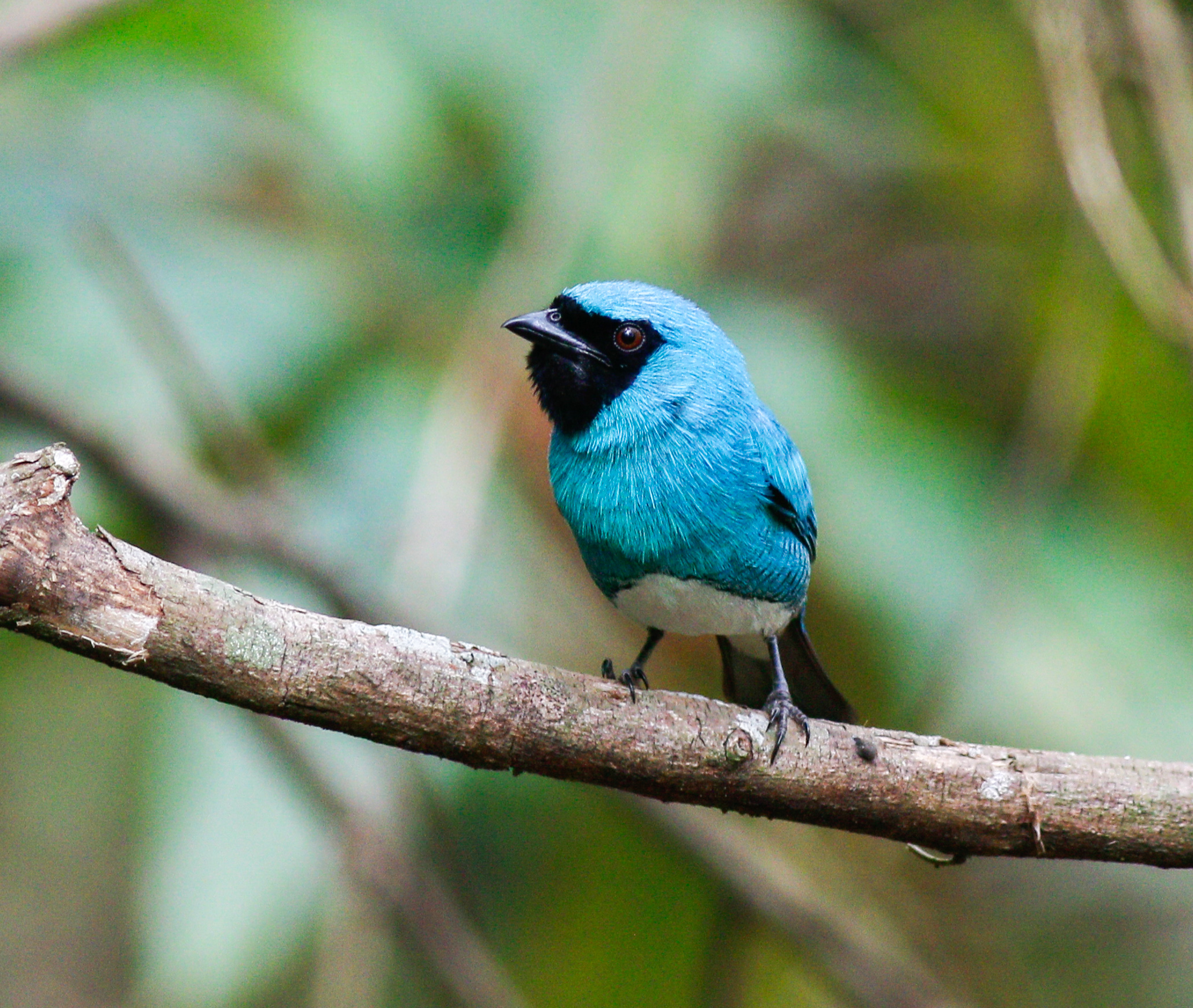 Swallow Tanager | Birds of passage