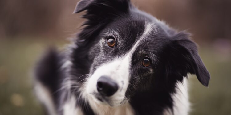 Border Collie: The Intelligent Companion of the Countryside