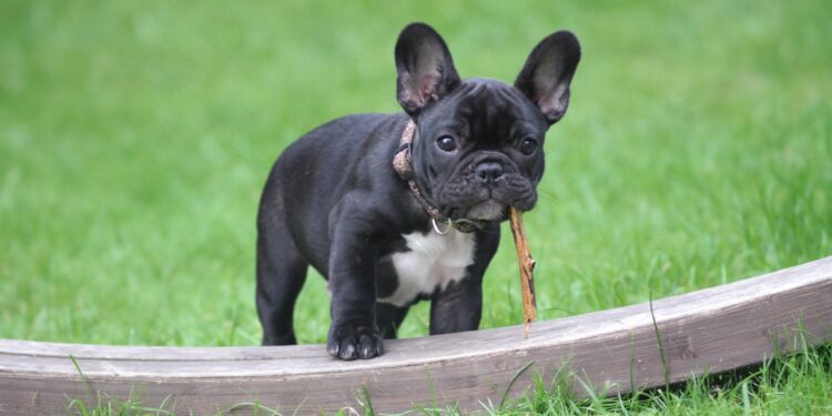 Parlez-vous Dog? Tips to train Your French Bulldog