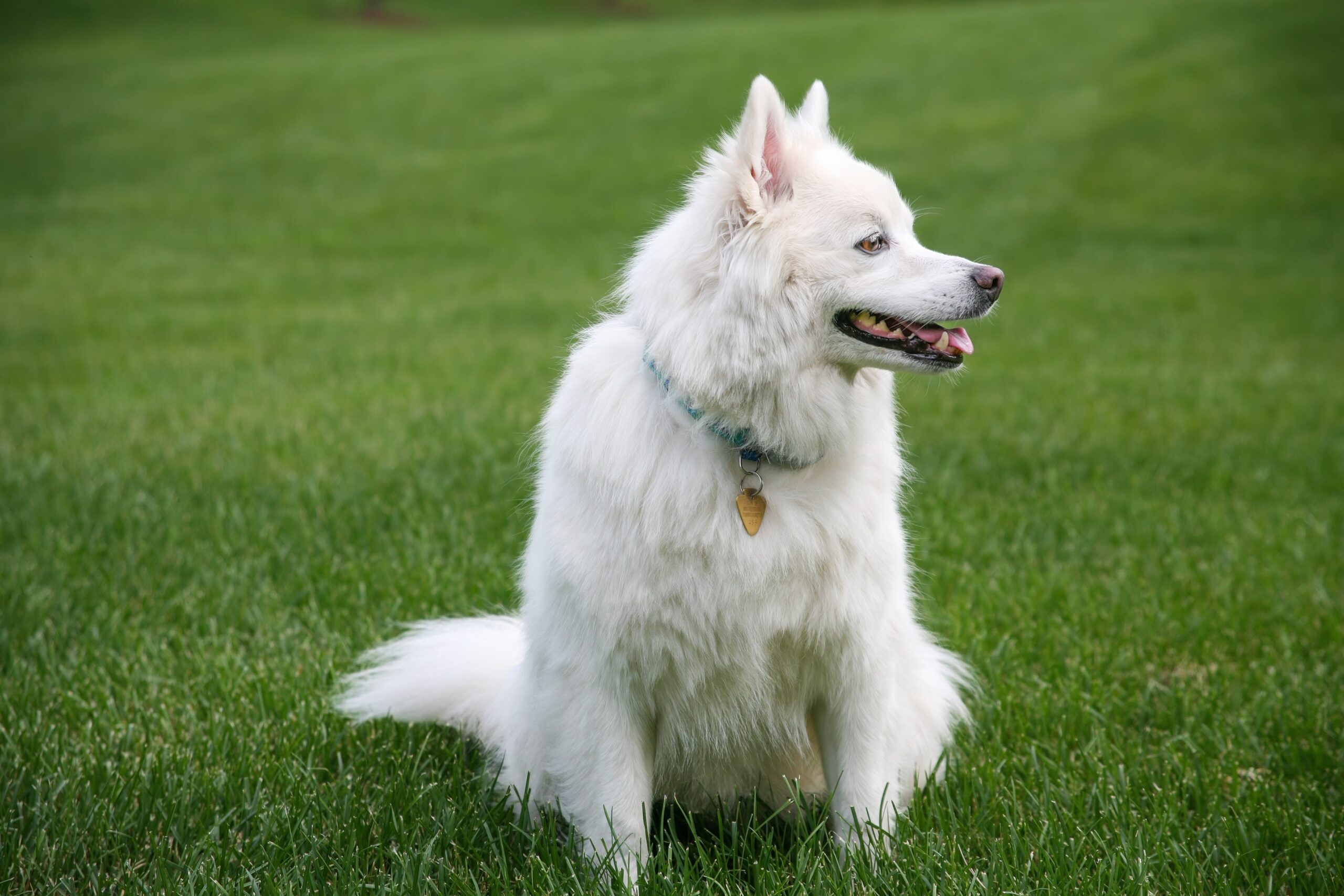 White American Eskimo: A Snowy Vision of Playfulness