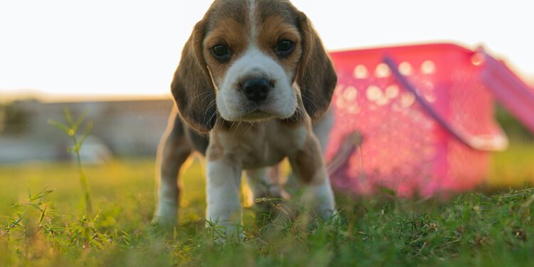 The Beagle Bunch: A Guide to a Healthier, Happier Beagle Puppy