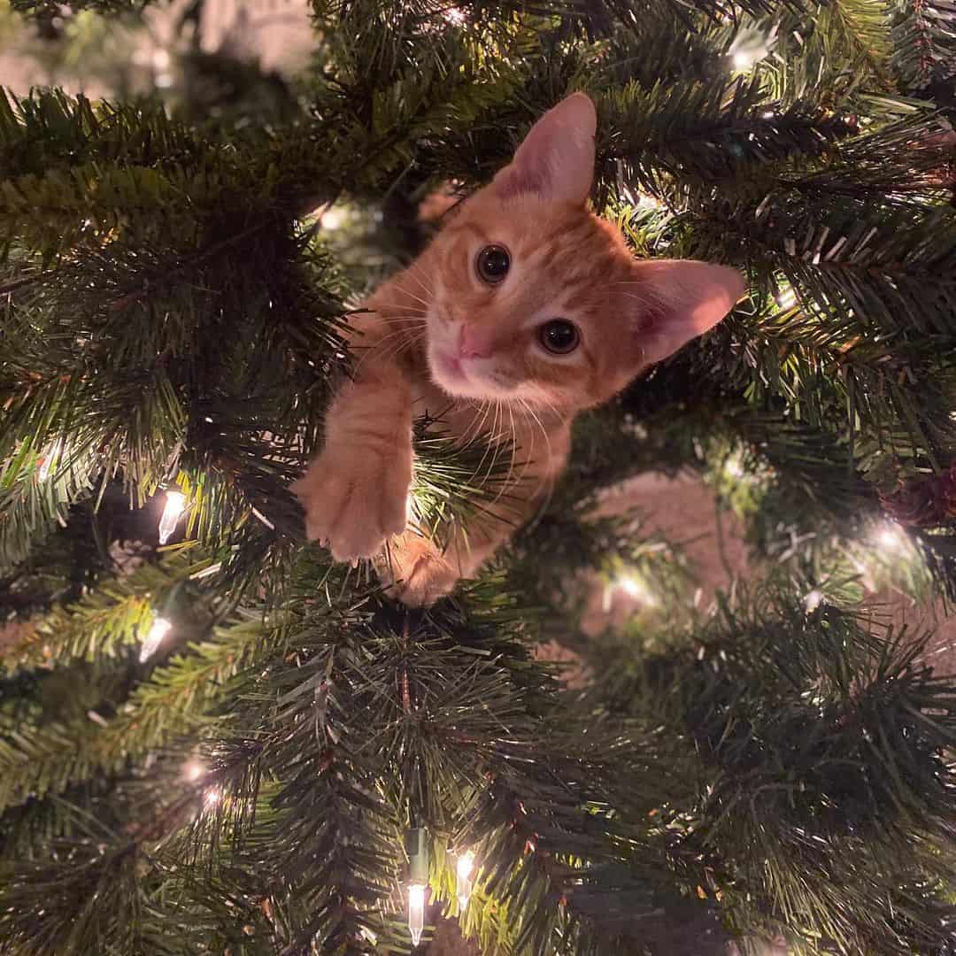 phillip, the cat who acts like a dog, climbs on a tree