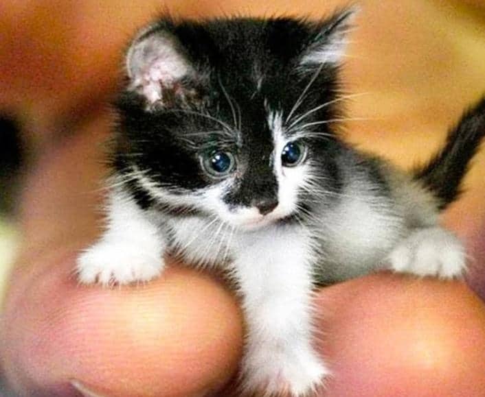 photo of a Guiness record winner, smallest cat ever