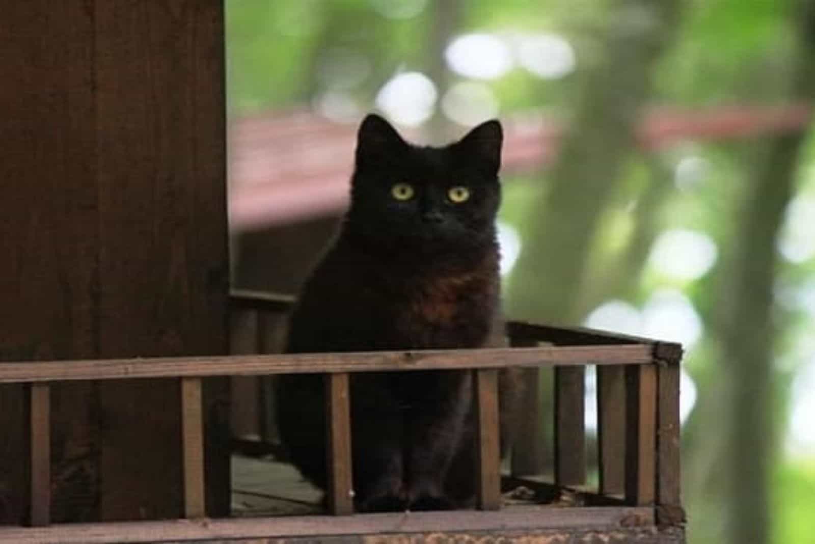 photo of a black cat