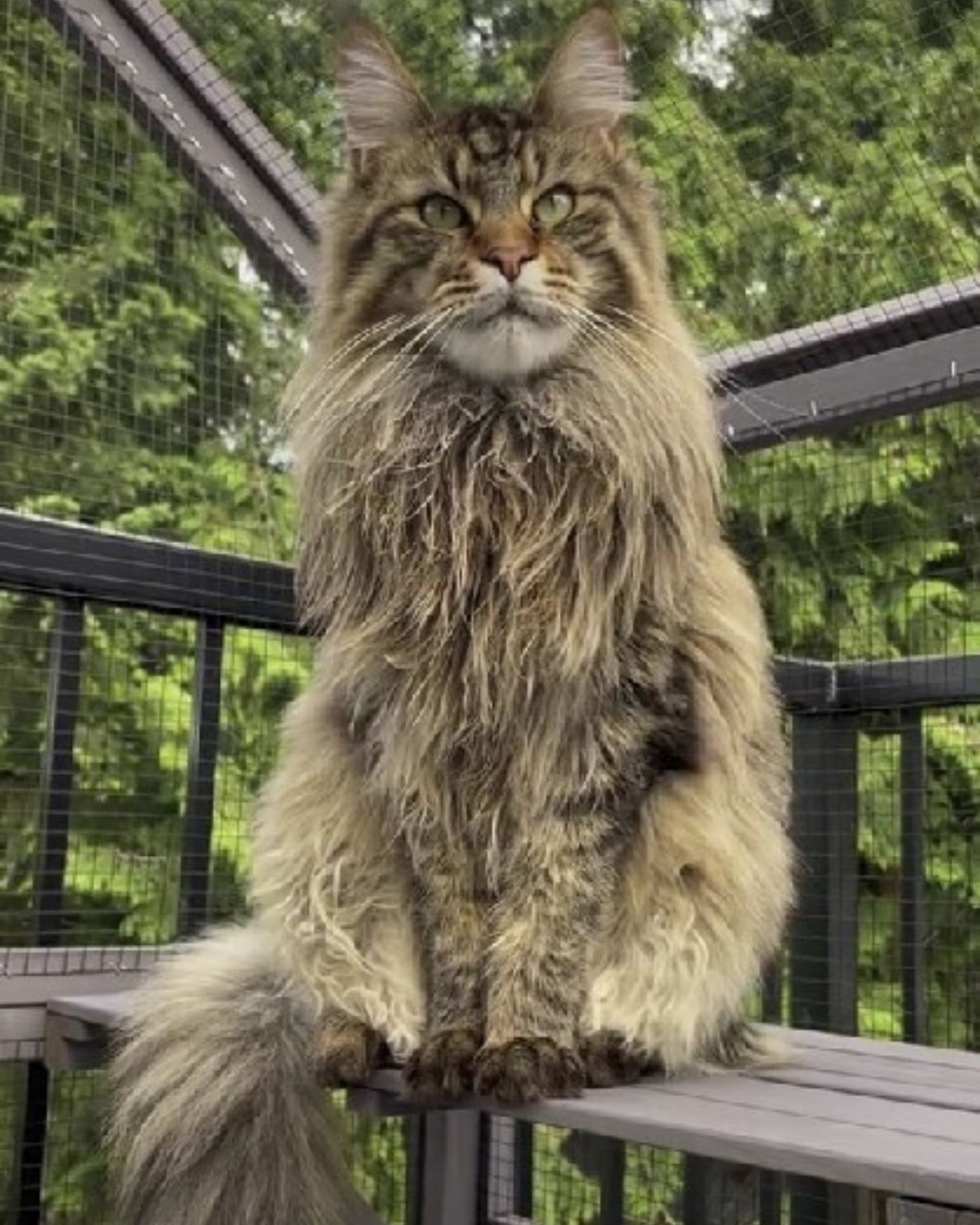 photo of a cat sitting