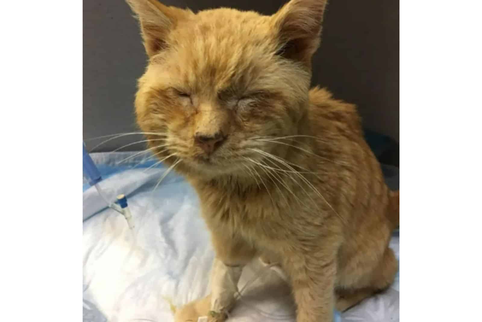 photo of a stray elderly cat