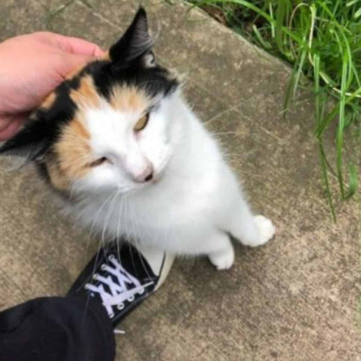 photo of a tricolor stray cat who approached the rescuers