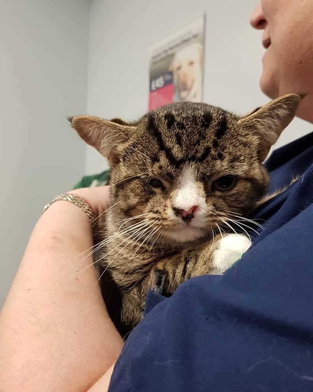 photo of arlo at vet's office