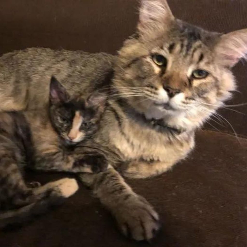 photo of cat and kitten lying next to each other