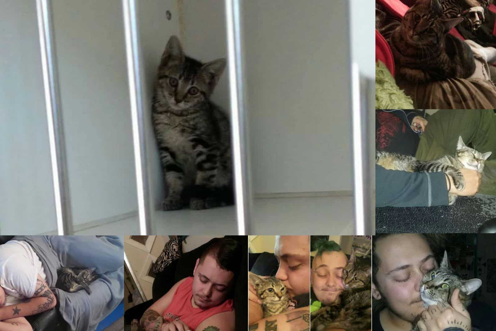 photo of cat named Pepper before and after adoption