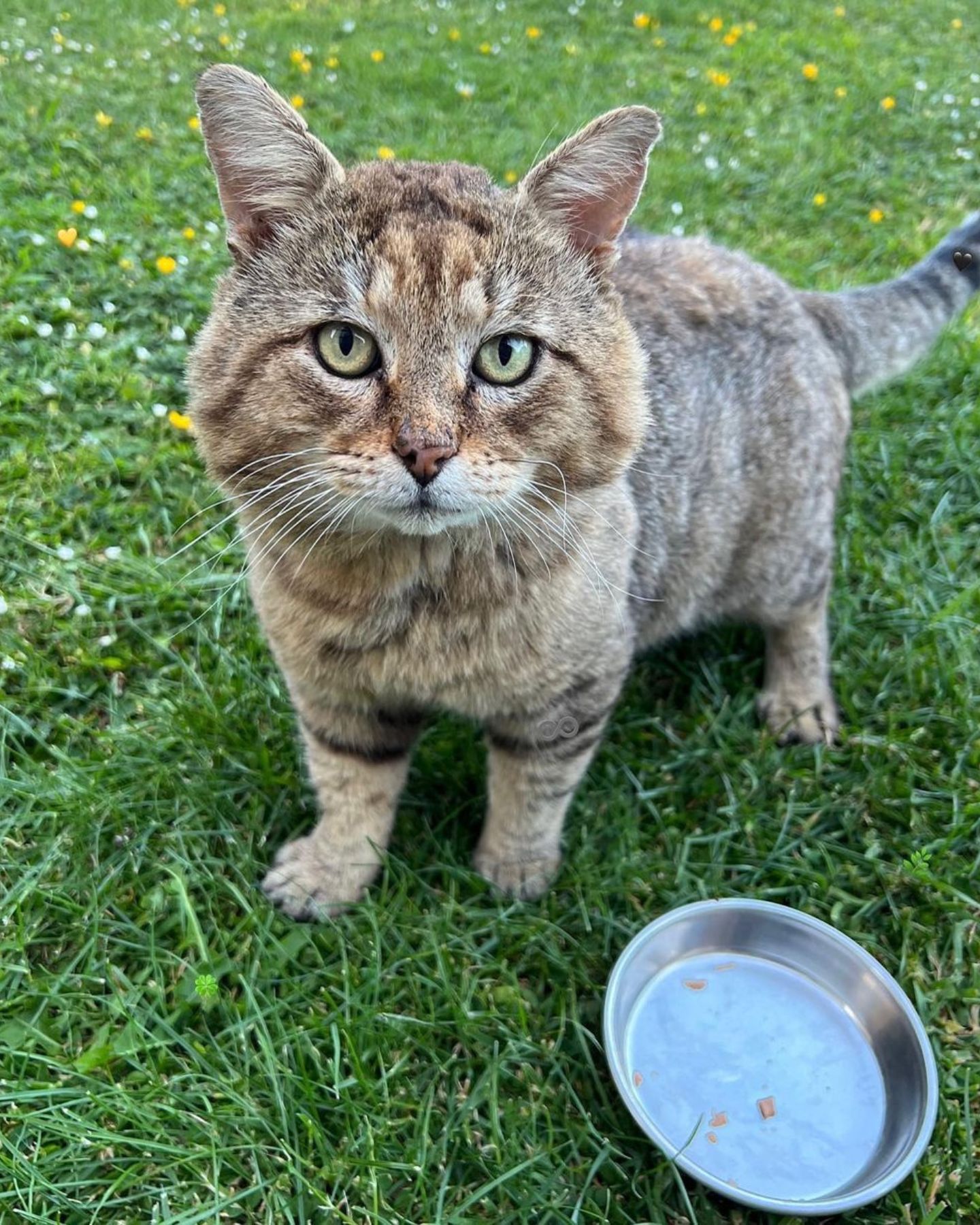 photo of cat on green grass