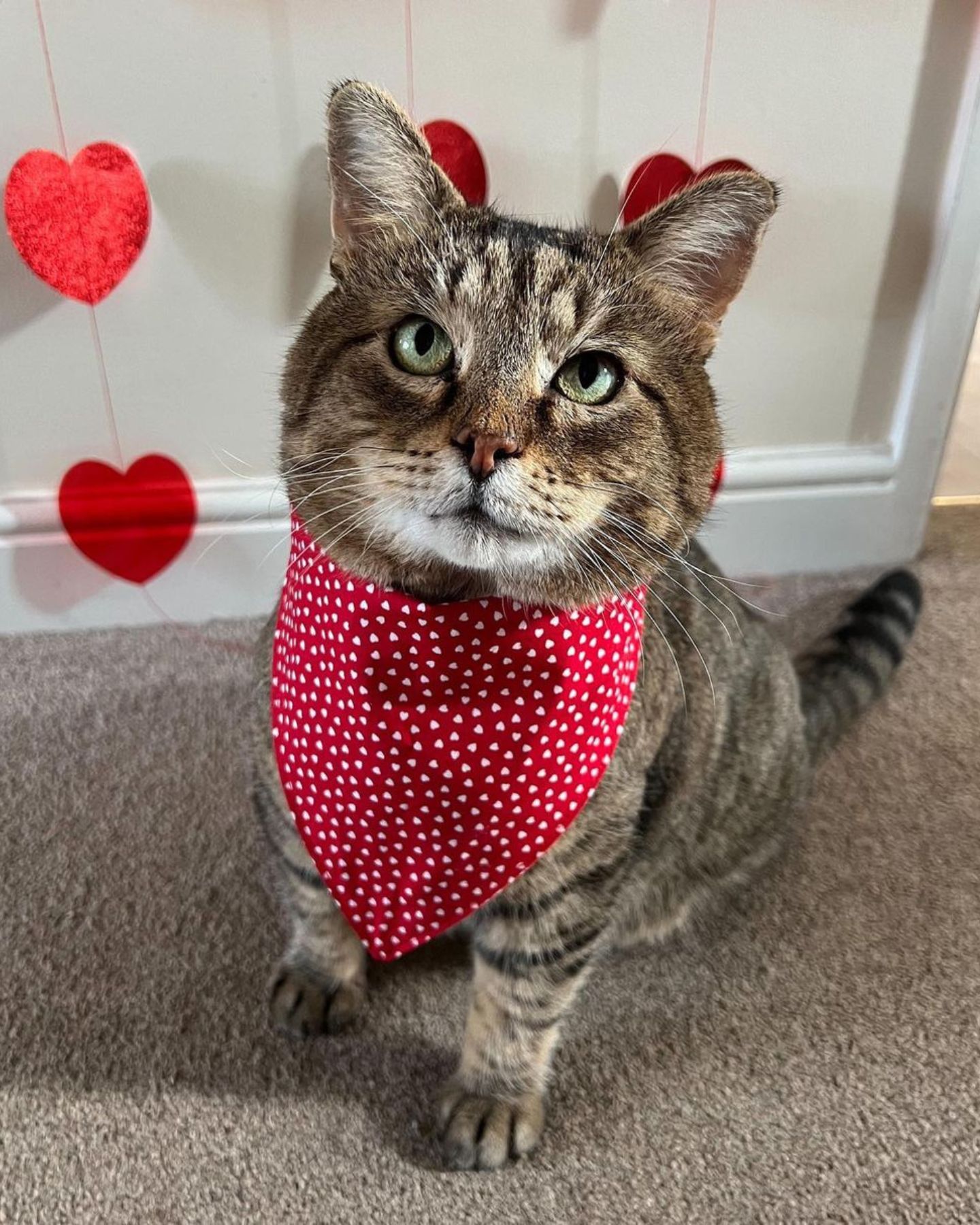 photo of cat with red bandana