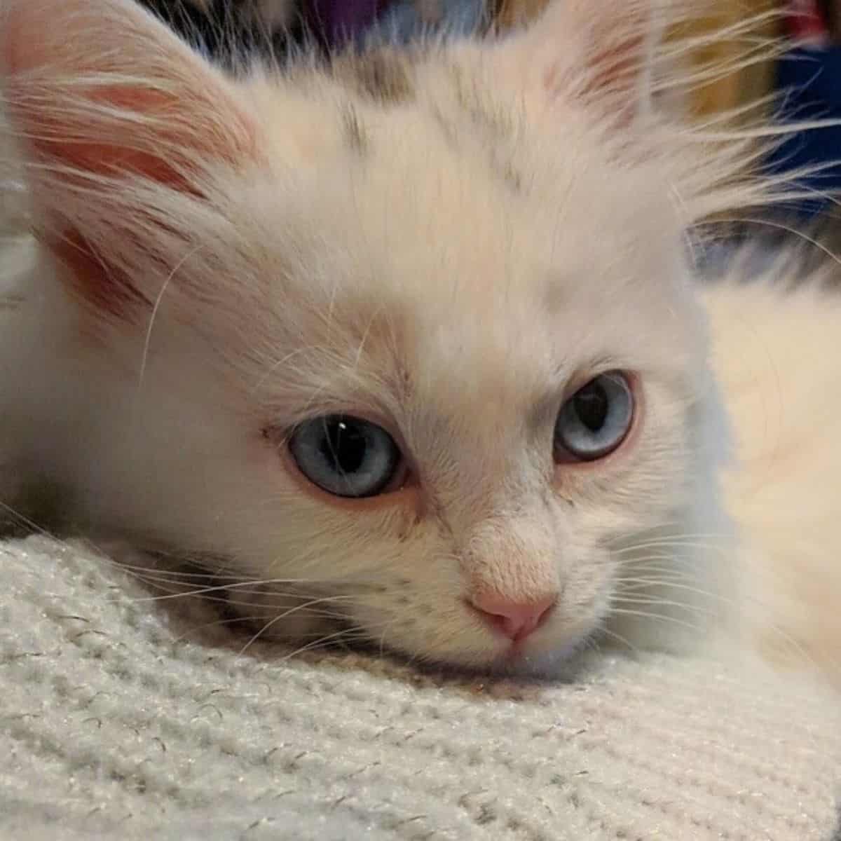 photo of kitten called snow flake