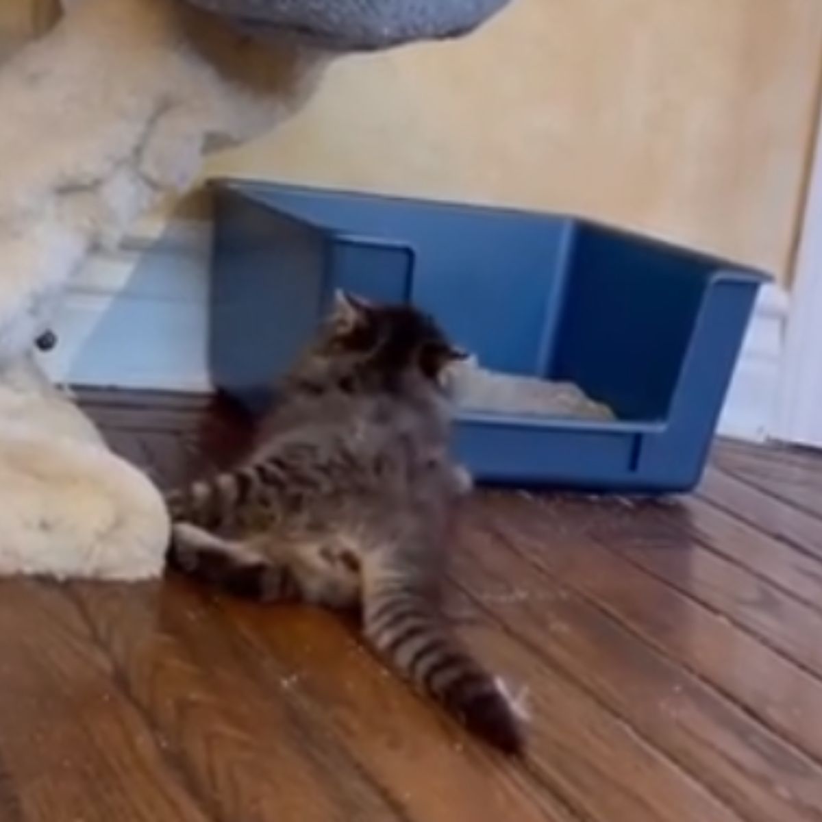 photo of kitten next to litter box