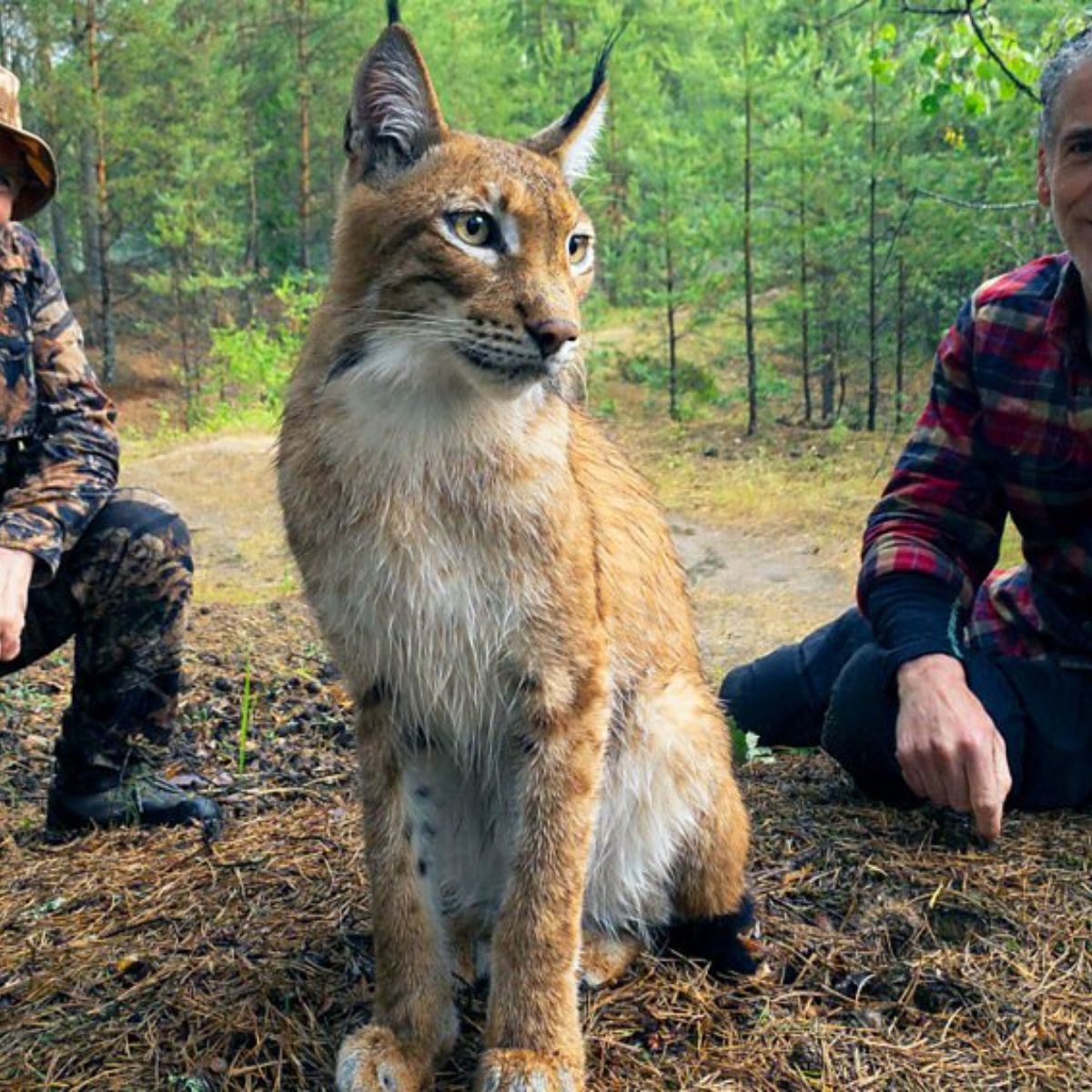 photo of lynx cat