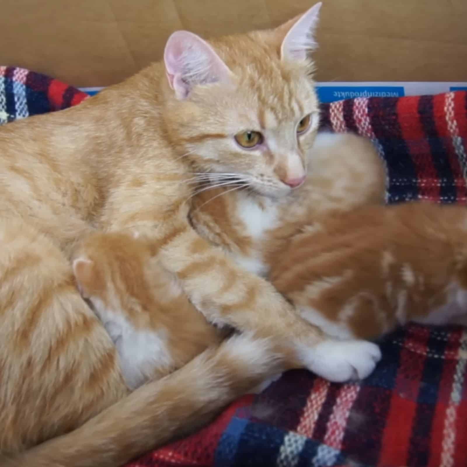 photo of mama cat and kittens