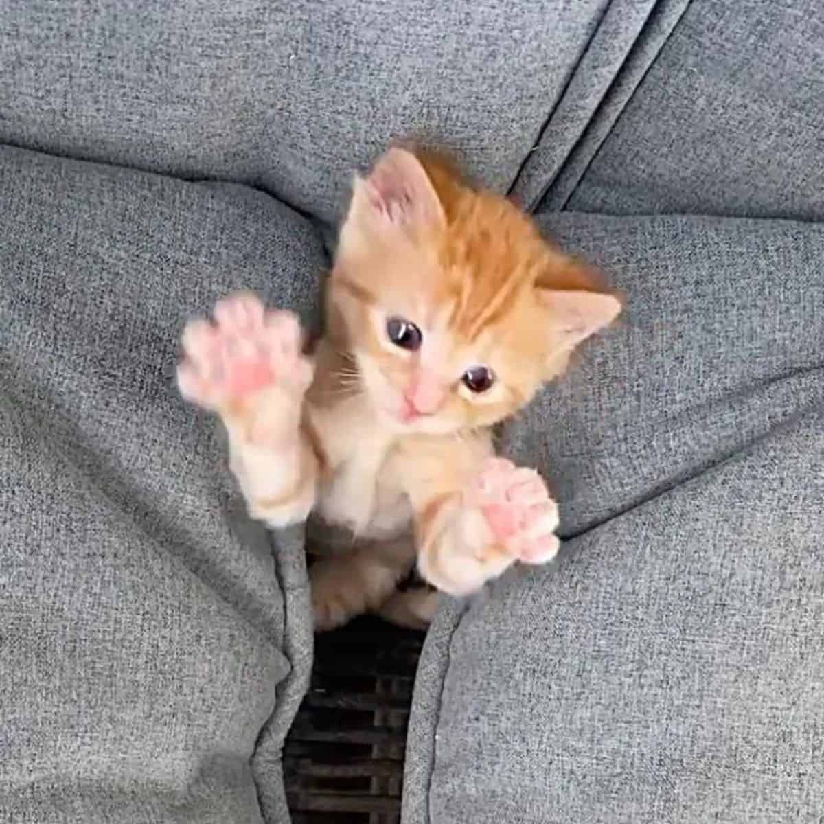 photo of max in between couch cushions