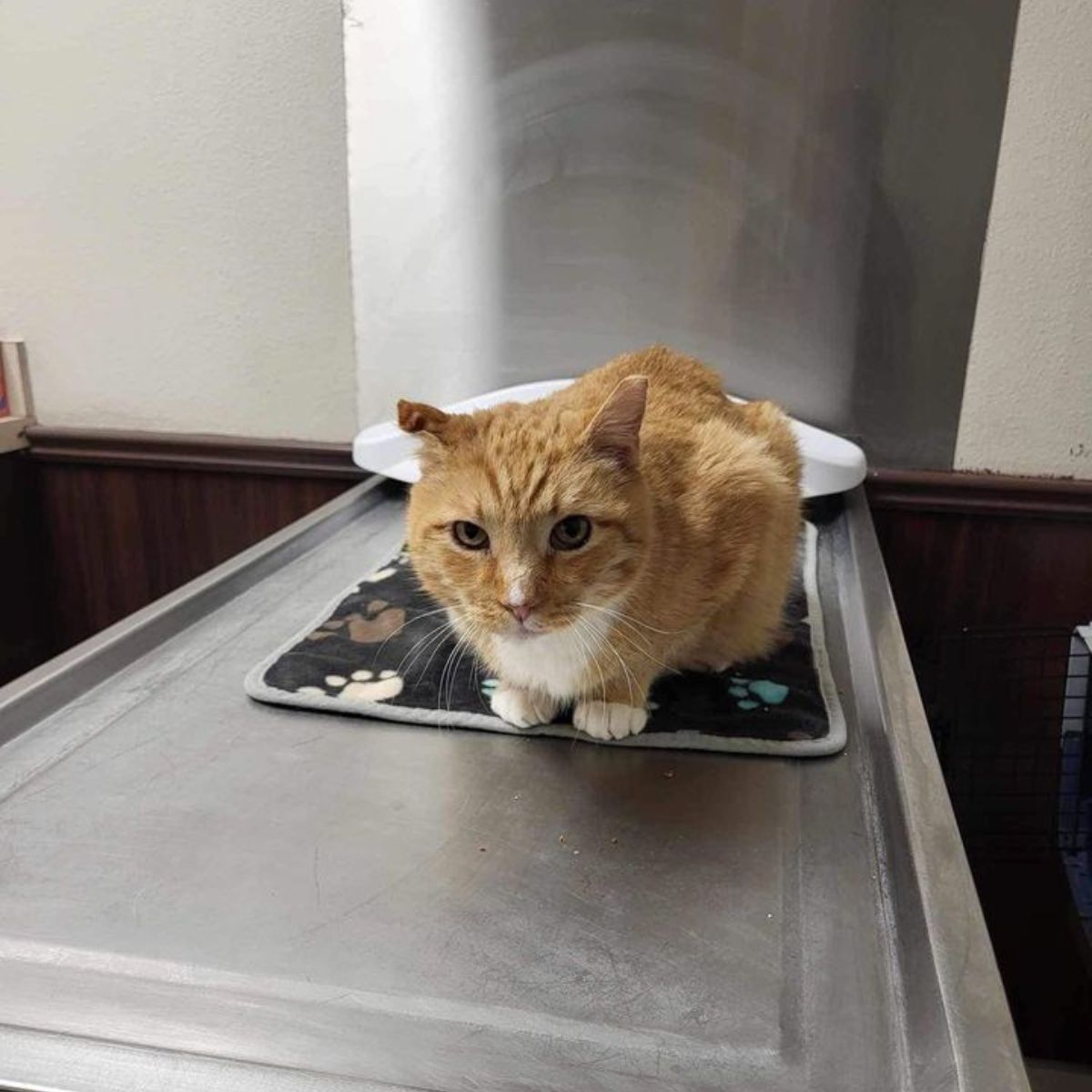 photo of orange cat on a mat