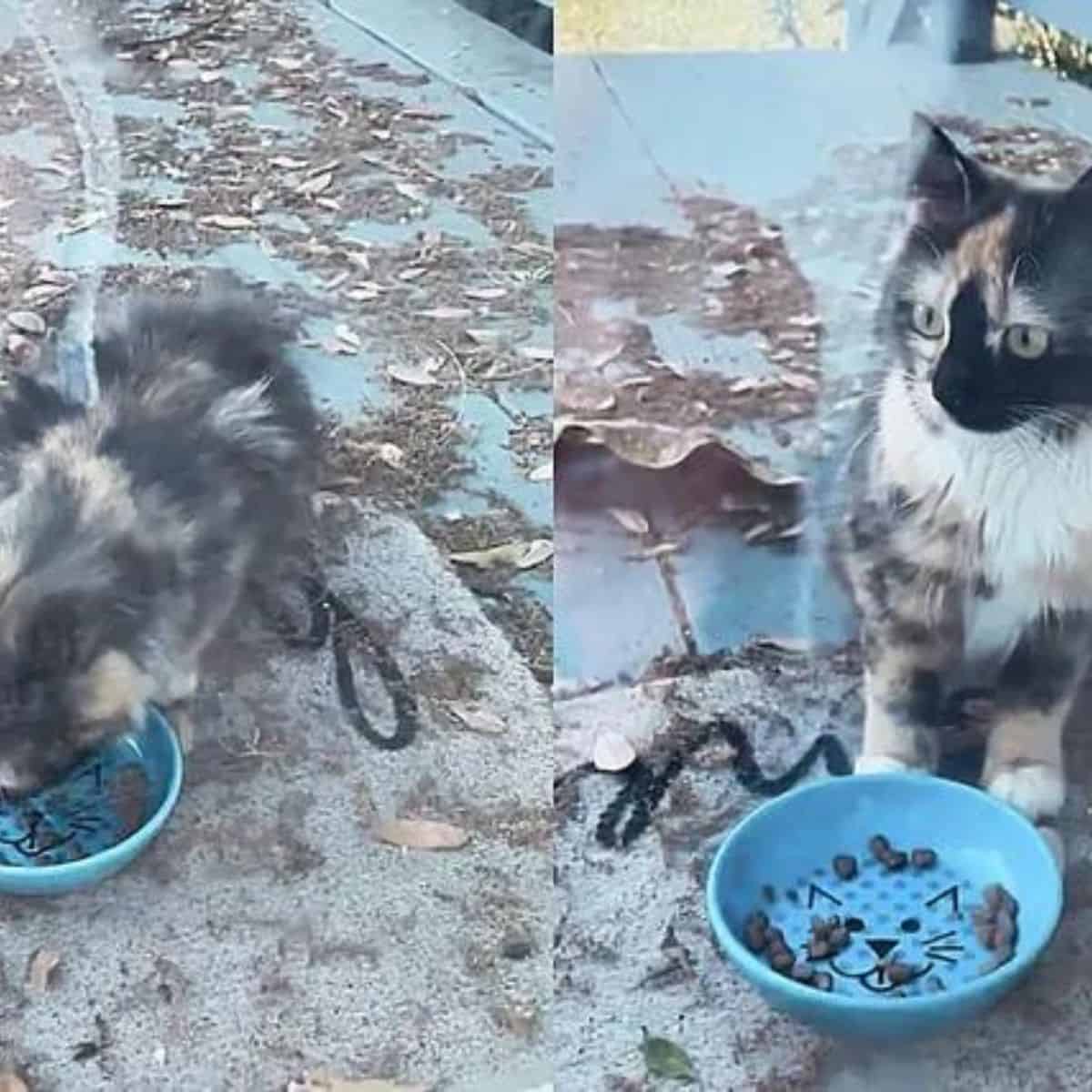 photo of the cat sitting next to blue bowl of food