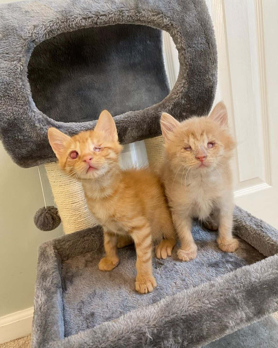 photo of two adopted orange blind kittens