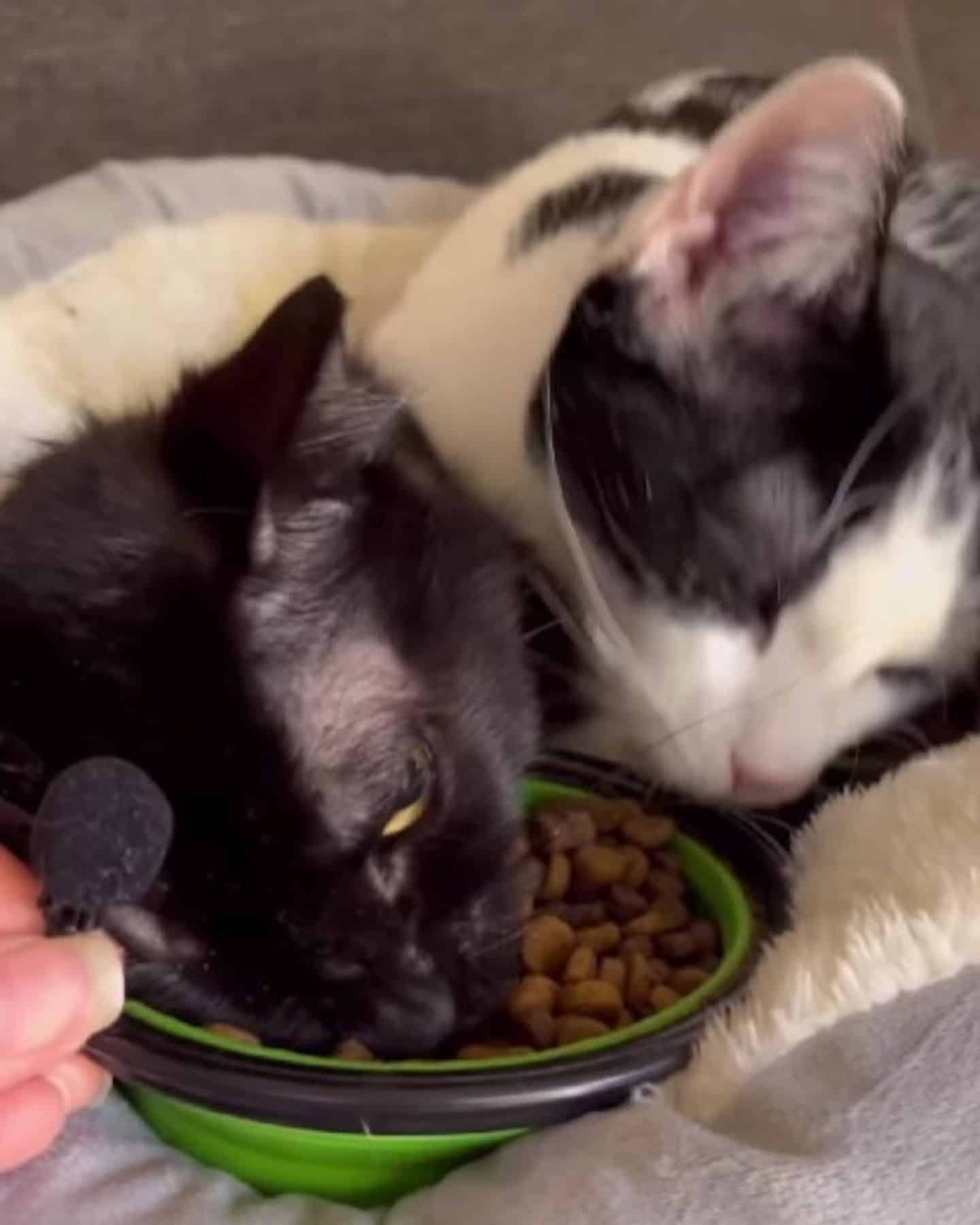 photo of two cats eating