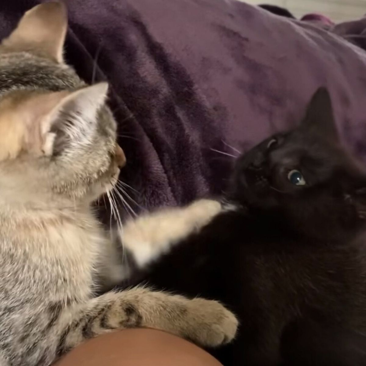 photo of two cats looking at each other