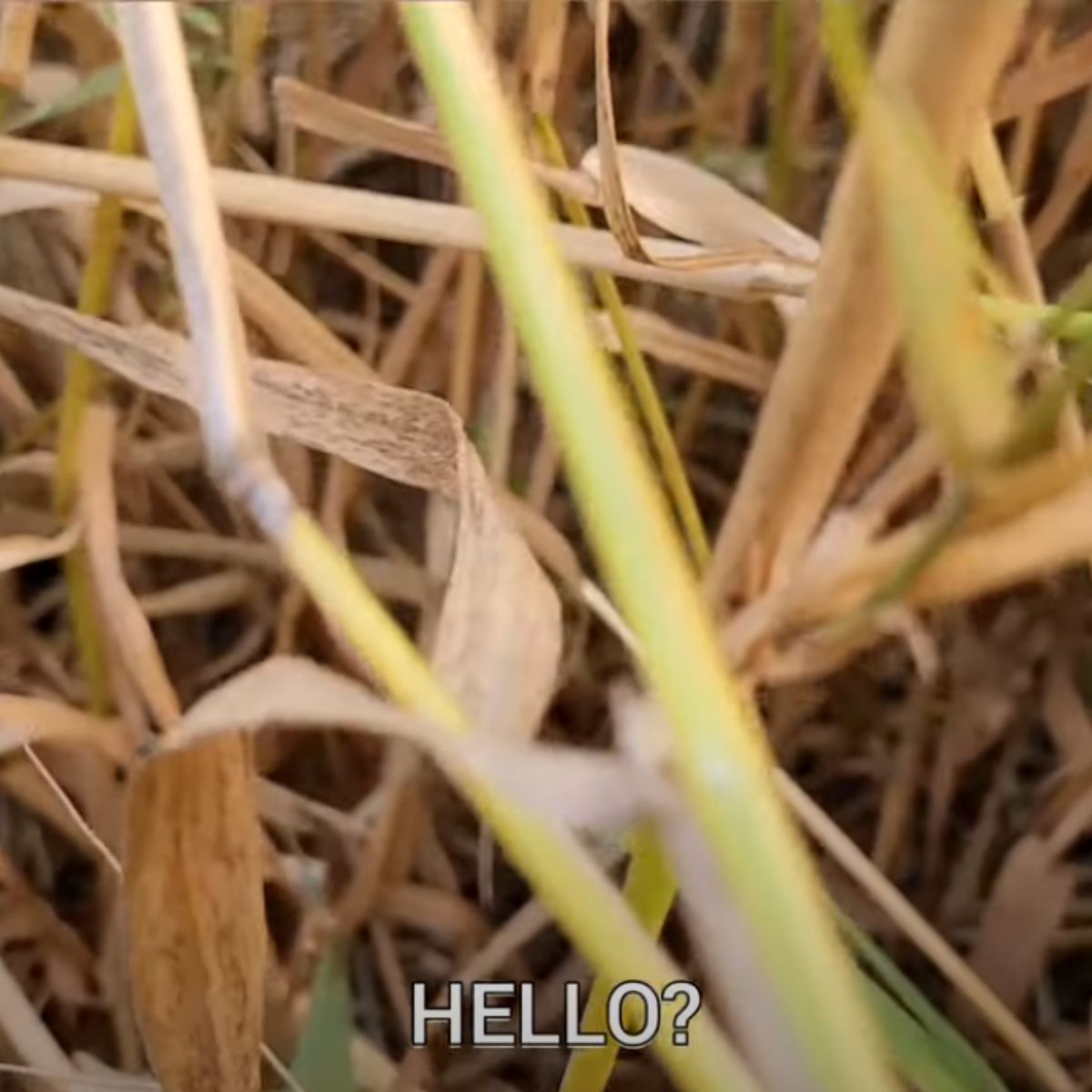 photo of yellow tall grass