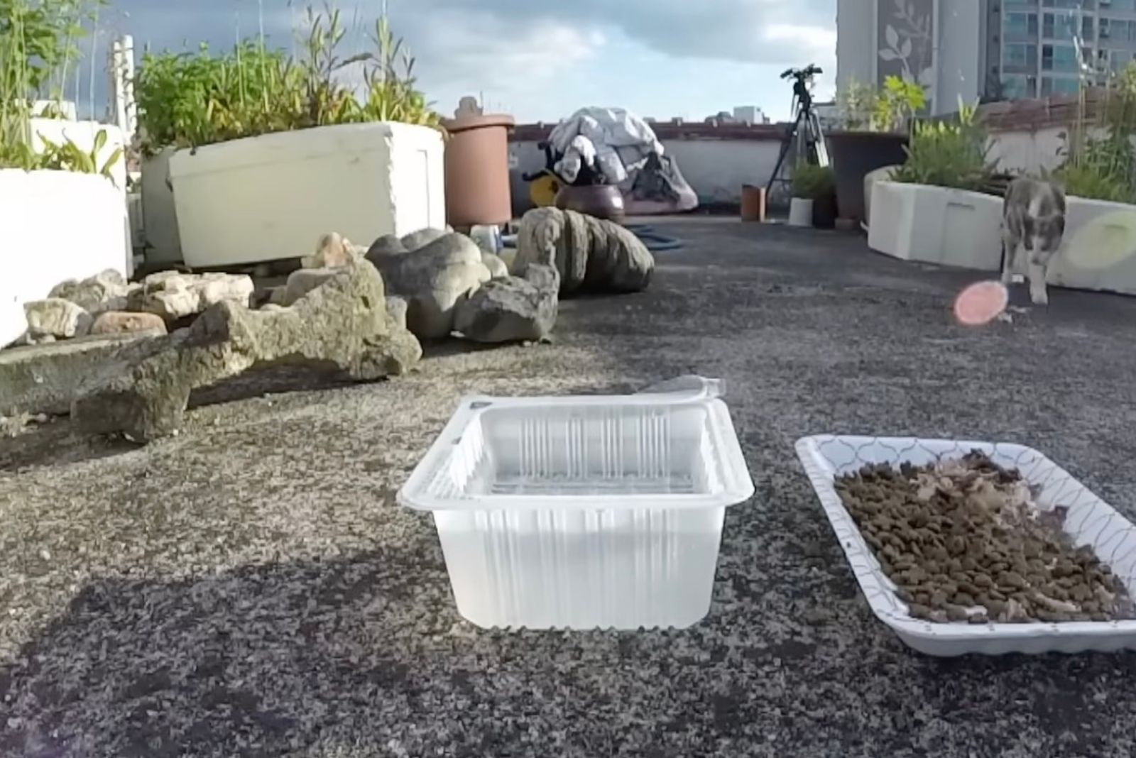 plastic containers with food and water