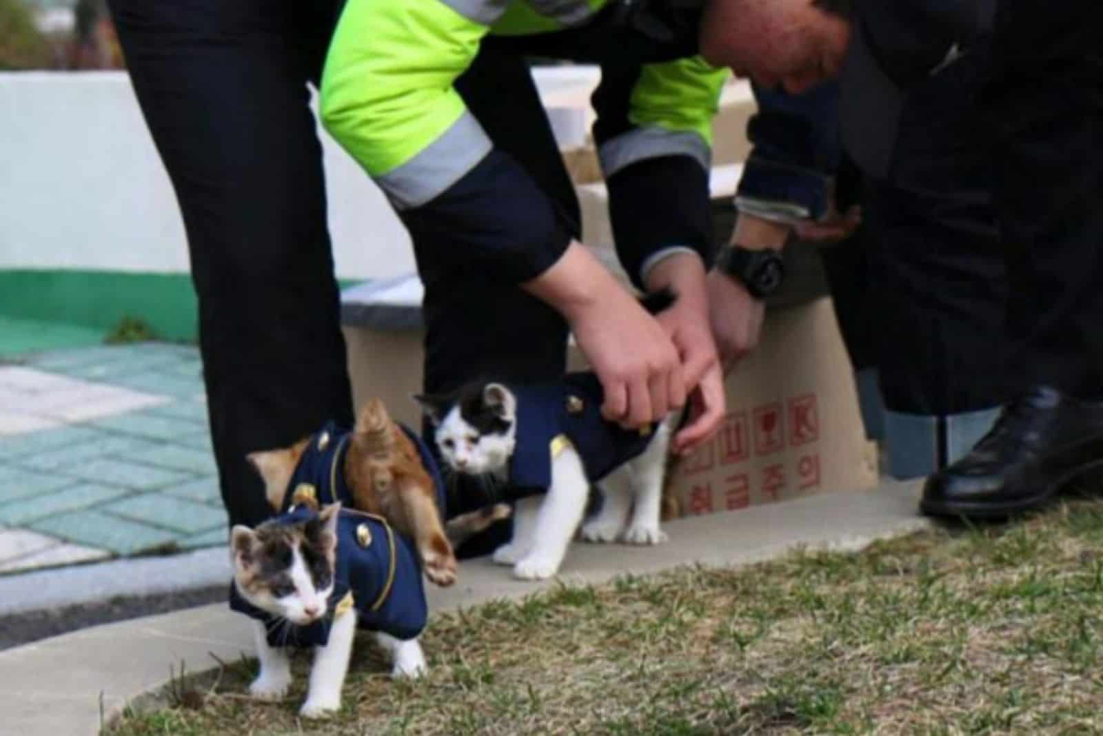 policeman getting clothes on cat