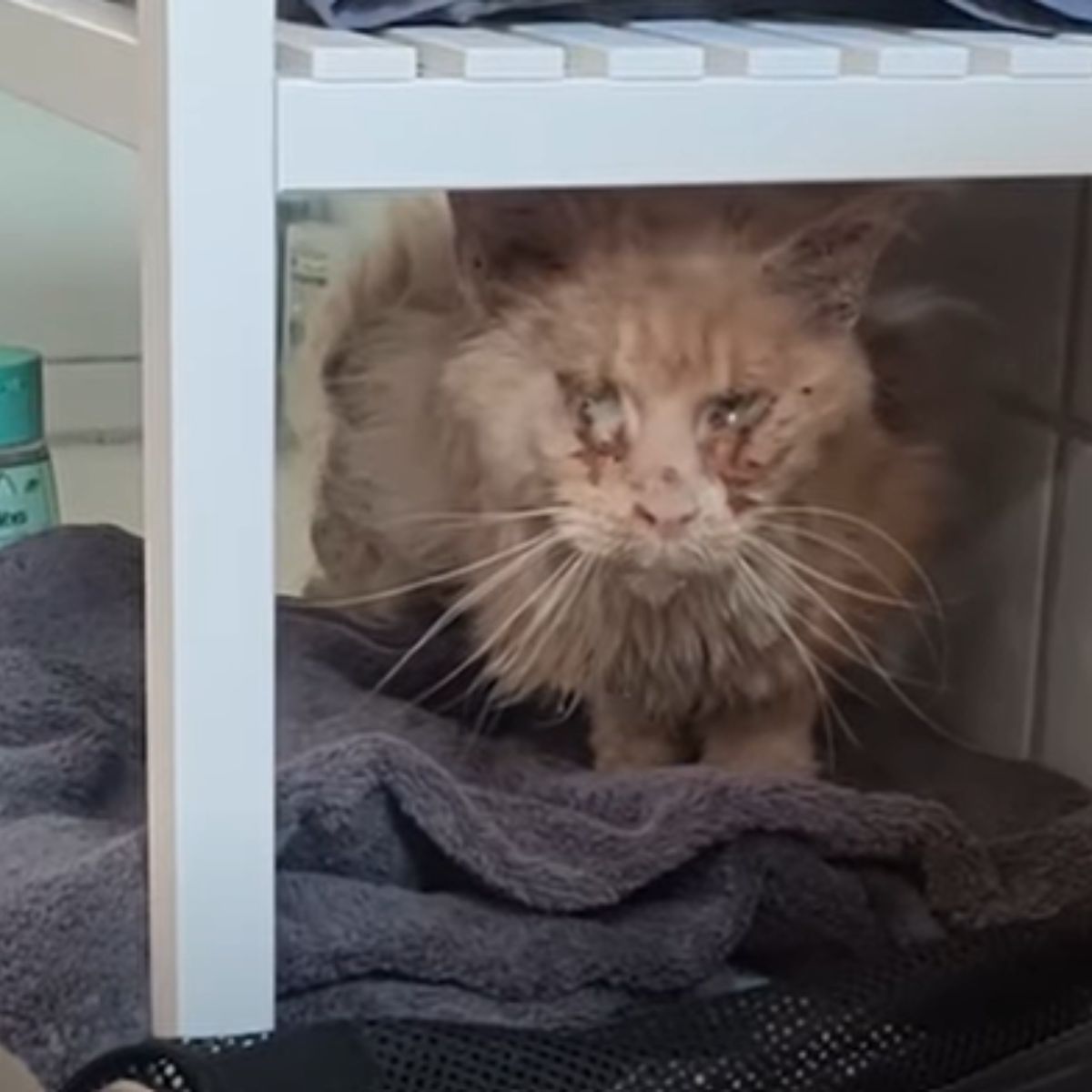 poor cat under the chair