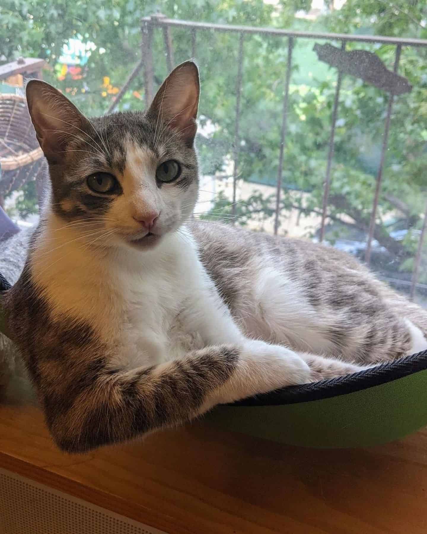 portrait of a beautiful cat by the window