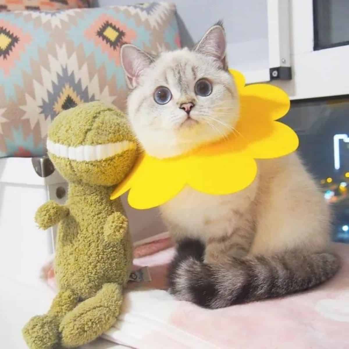 portrait of a beautiful cat next to her toy