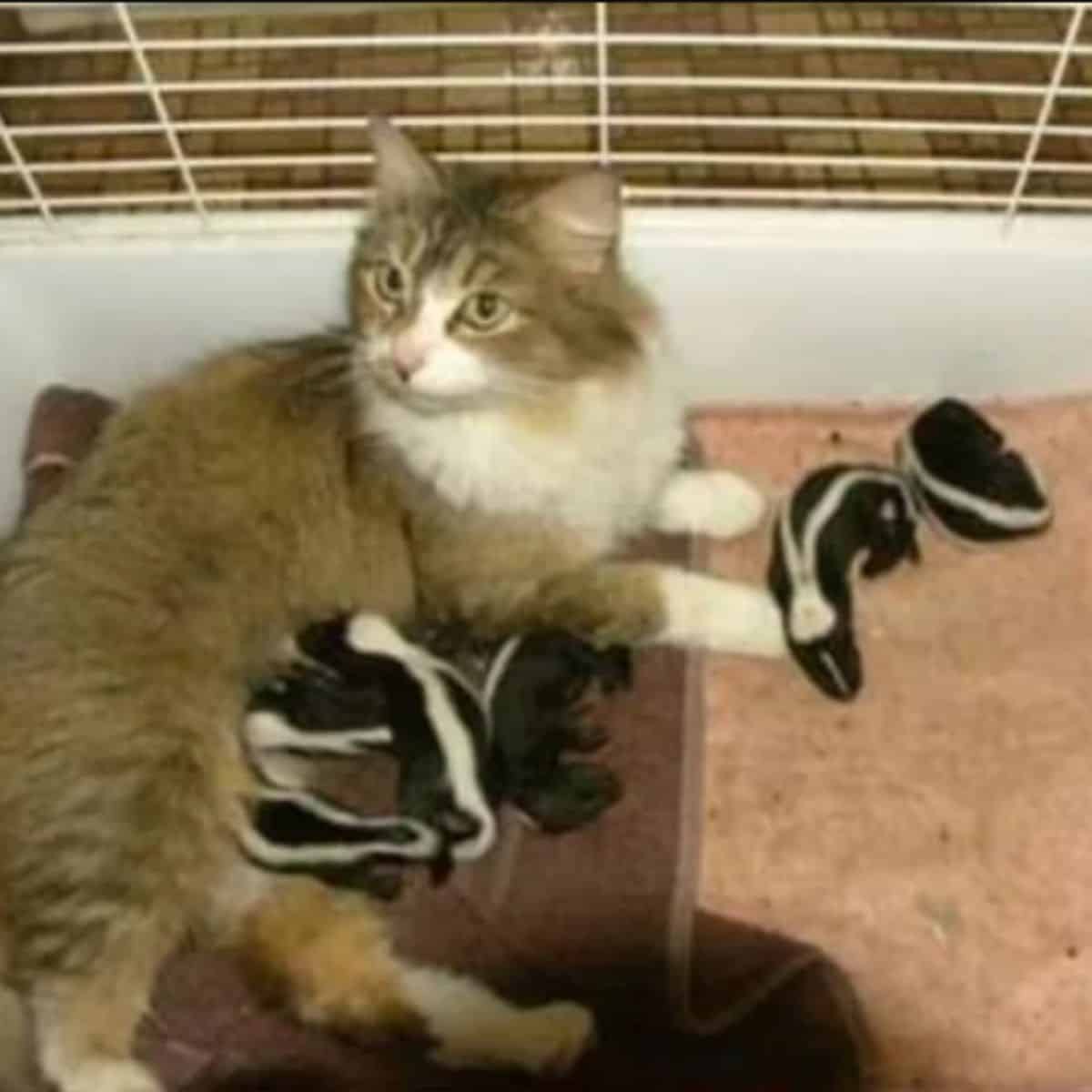 portrait of a cat lying down with her six kittens