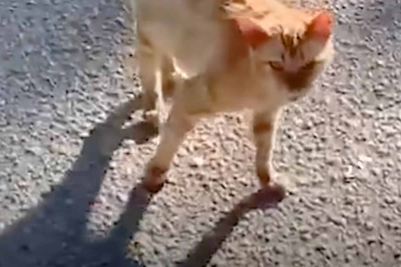 portrait of a cat on the street