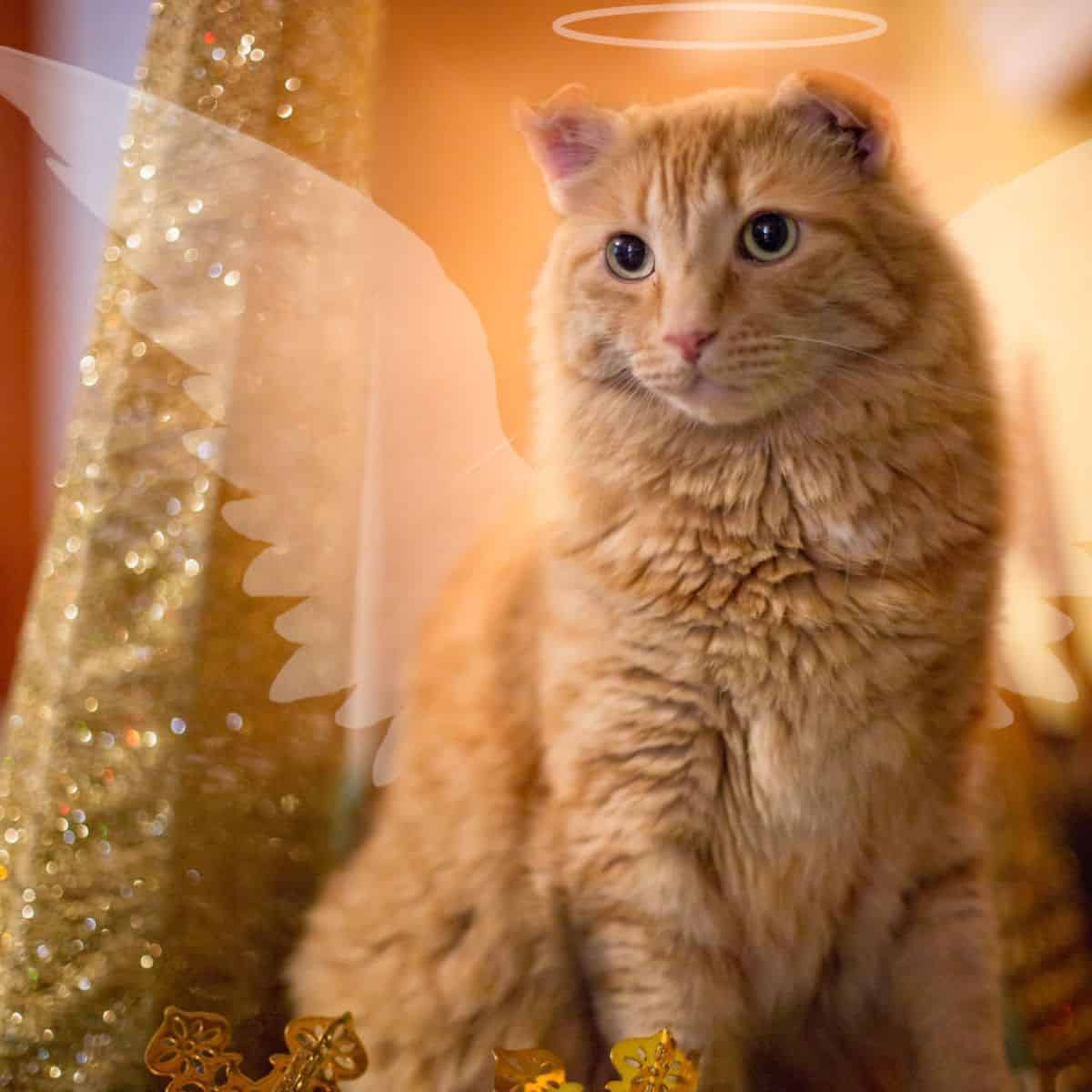 portrait of a cat with angel wings