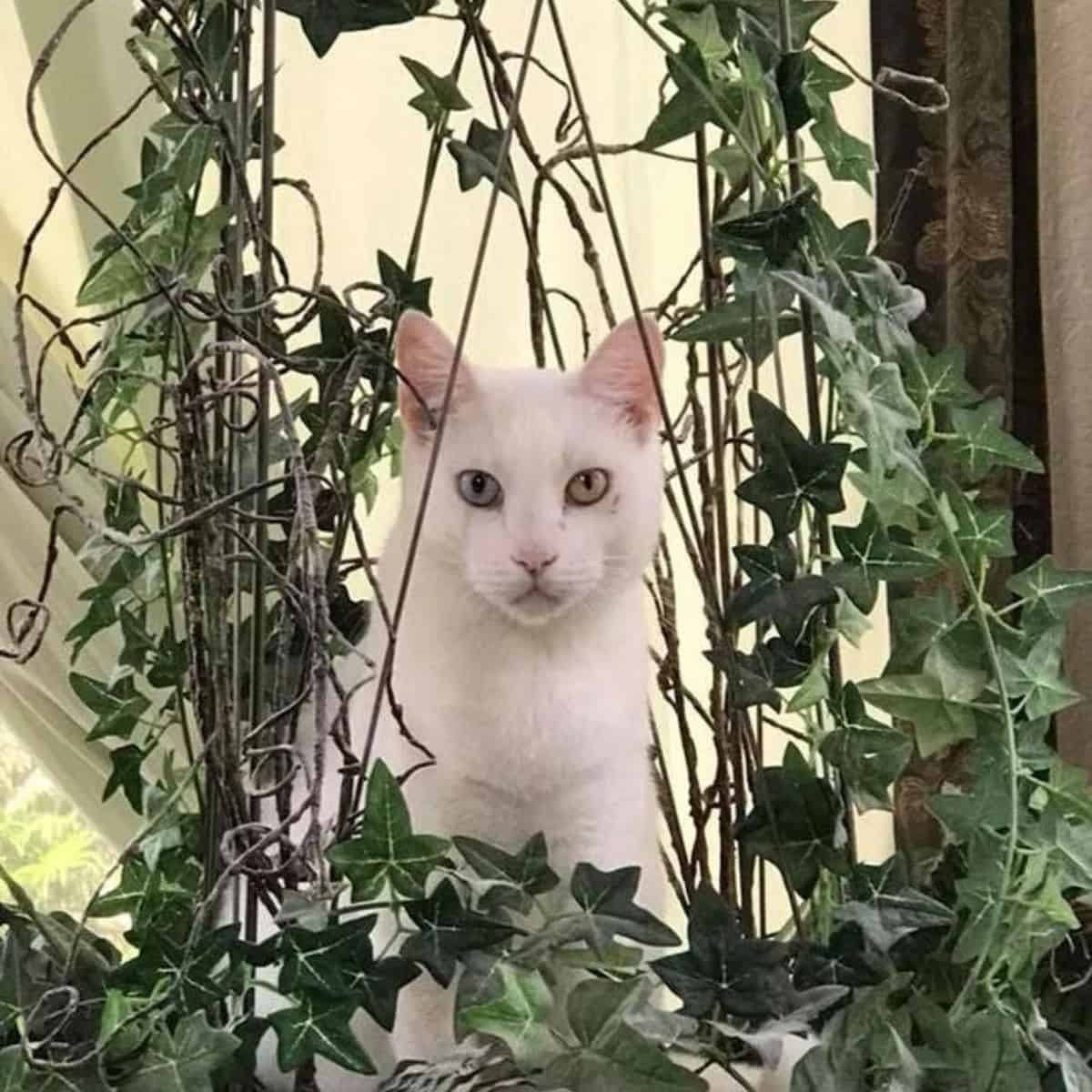 portrait of a cat with different eye color sitting in a pot