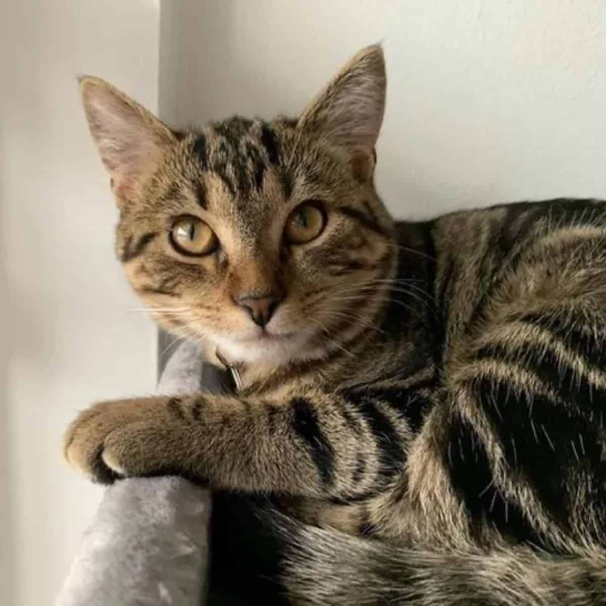 portrait of a colorful cat looking at the camera