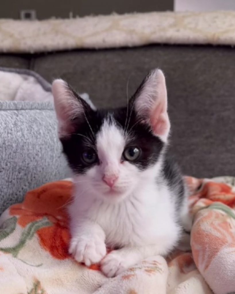 portrait of a cute kitten posing for the camera