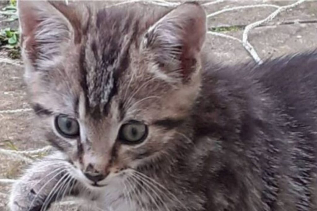 portrait of a cute kitten with a downcast look