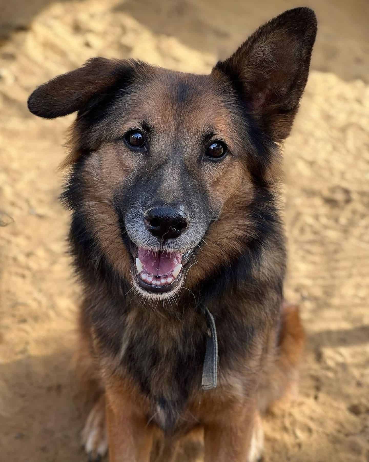 portrait of a german shepherd sitting and looking at the camera