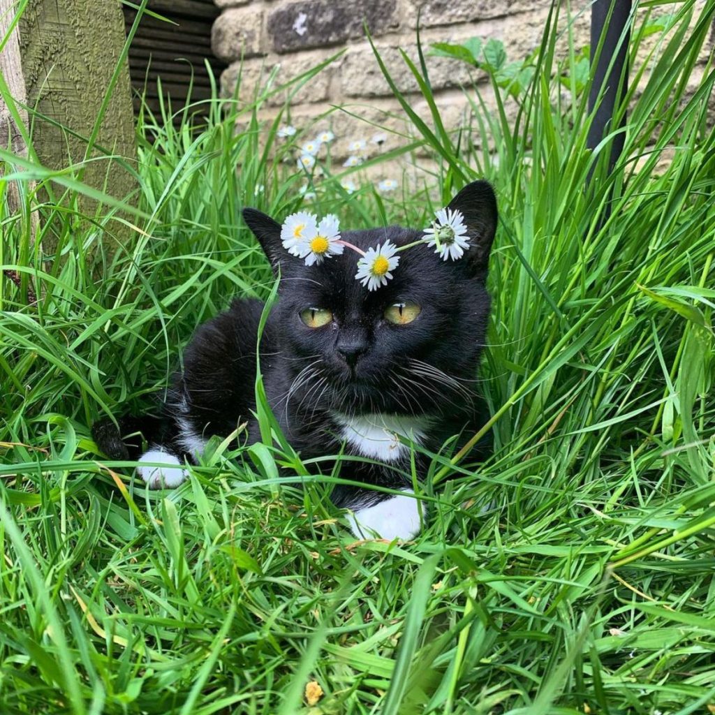 portrait of a machete in the grass with a flower necklace on his head